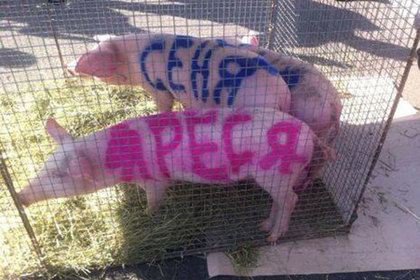В центр Киева на акцию протеста вывели свиней