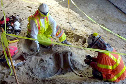 В калифорнийском метро нашли останки мастодонтов возрастом 10 тысяч лет