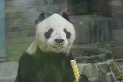 В Китае умер старейший в мире самец панды