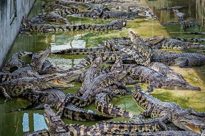 Зоозащитники призвали отказаться от использования кожи крокодилов