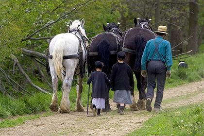 Американские амиши пожаловались в суд на лошадиные подгузники