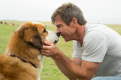 Universal отменила премьеру «Собачьей жизни» из-за обвинений зоозащитников