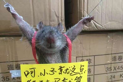 В сети заступились за пойманного на воровстве риса китайского крысеныша