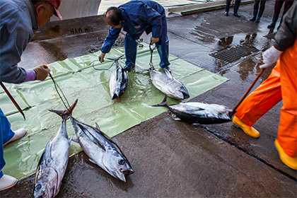 Япония задумала возобновить поставки рыбы в Россию из акватории возле Фукусимы