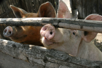Россия проиграла спор с ВТО из-за европейских свиней