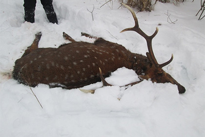 В Подмосковье задержали застрелившего олениху браконьера