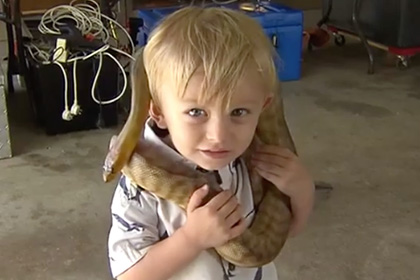 Двухлетний ловец змей из Австралии прославился в интернете