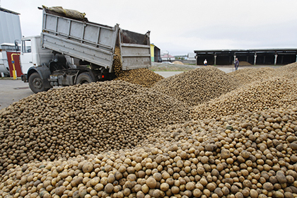 Минск опроверг сообщения о реэкспорте картофеля в Россию