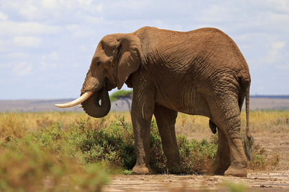 Слониха до смерти забила хоботом сотрудника зоопарка в Японии