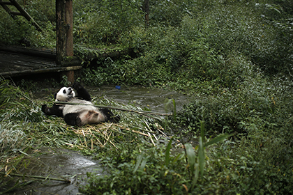 В Китае выращенный в заповеднике самец панды умер через два месяца на воле