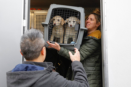В Южной Корее защитники животных спасли от съедения десятки собак