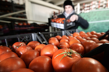 Ткачев раскритиковал выводы Роскачества о российских помидорах