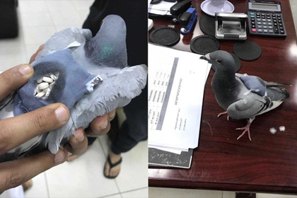 В Кувейте поймали голубя-контрабандиста