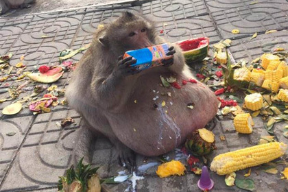 Власти Таиланда заставят похудеть откормленную туристами толстую обезьяну