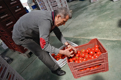 Данкверт подтвердил готовность разрешить ограниченные поставки турецких томатов