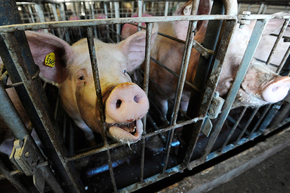 Россельхознадзор оценил ущерб от чумы свиней в десятки миллиардов рублей