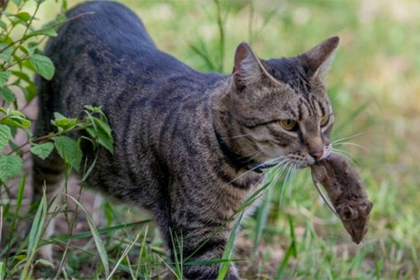 Белорусские власти потребовали объяснений от хозяина ловившей зайцев кошки