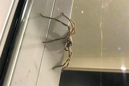 Гигантский паук Арагог испортил влюбленным из Австралии романтический ужин