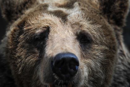На Аляске 11-летний мальчик спас взрослых от нападения медведя