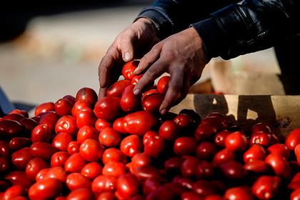 Поставки турецких помидоров в Россию обсудят в августе