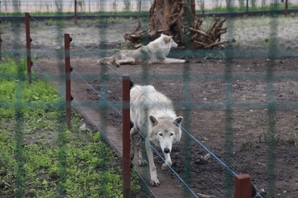 Волк напал на трехлетнего ребенка в зоопарке Барнаула