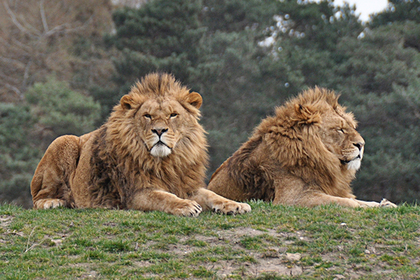 Двух львов застукали в объятиях на глазах у самки
