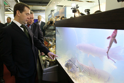 Медведев поручил наладить поставки дальневосточной рыбы по всей России