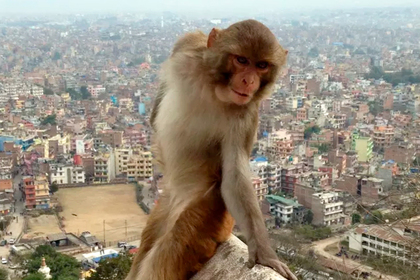 Позирующую на камеру обезьянку признали типичной Instagram-блогершей