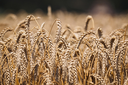 Россия начала поставлять пшеницу в Венесуэлу