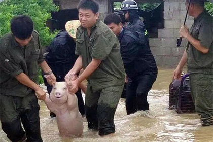 Спасенная от наводнения счастливая свинья стала мемом