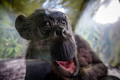 У шимпанзе нашли признаки человеческого слабоумия