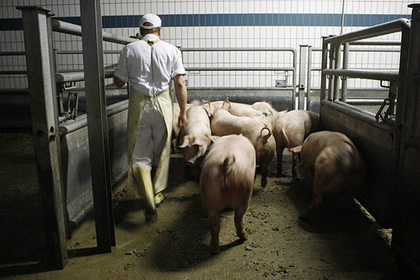 Немецкие и датские свиньи заразили «вирусом Брексит» 200 тысяч англичан