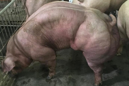 Мускулистые свиньи-мутанты шокировали пользователей соцсетей и зоозащитников