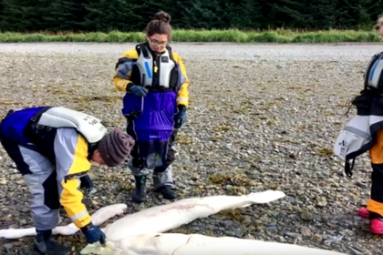 На Аляске вынесло на пляж останки загадочного существа