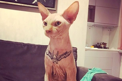 На Украине пользователи сети затравили хозяйку татуированного кота