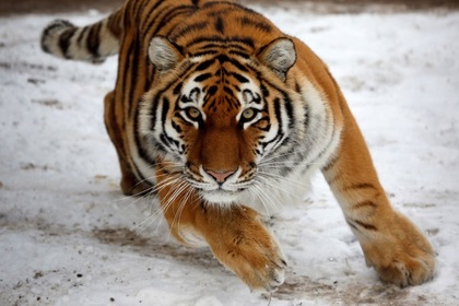 В США усыпили амурского тигра Мартина из России