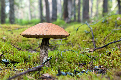 Во Франции нашли радиоактивные российские грибы