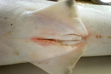 В Тихом океане выловили акулу-гермафродита