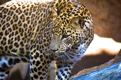 Леопард утащил и съел двух детей в Индии