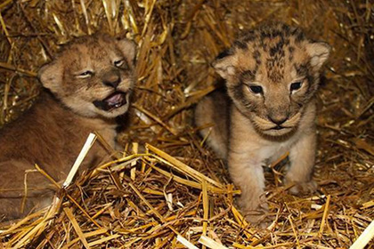 Шведский зоопарк признался в убийстве девяти львят