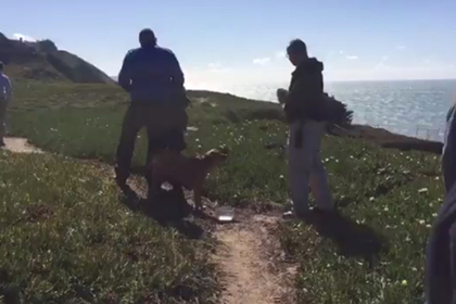 Американец попытался спасти собаку и упал с высокой скалы