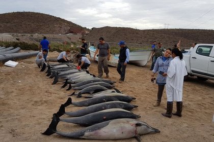 Дельфины заставили более 50 мелких сородичей выброситься на берег в Мексике