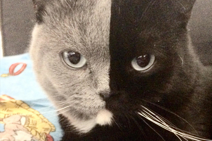 Фотограф показал уникального двуликого кота