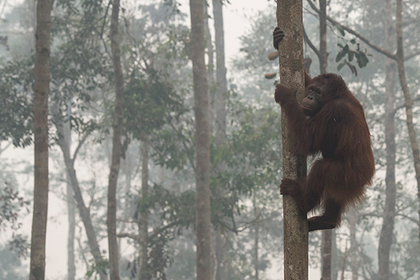 Индонезийские живодеры выпустили в орангутана 130 пуль