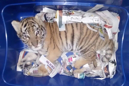 Мексиканец отправил по почте коробку с живым тигром