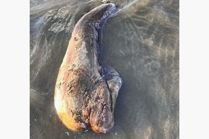 На австралийском пляже обнаружили загадочное чудовище без глаз