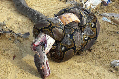 Огромные королевская кобра и сетчатый питон убили друг друга