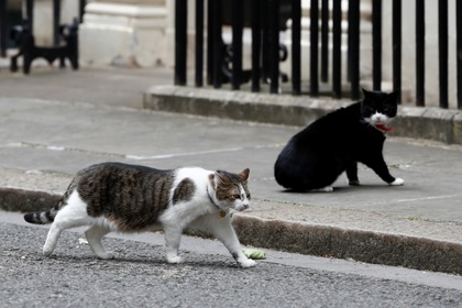 В драке главных котов Британии усмотрели политические разборки
