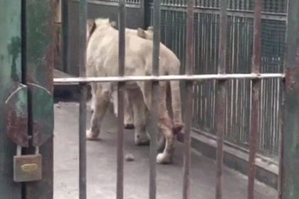 В китайском зоопарке лев отгрыз свой заледеневший хвост