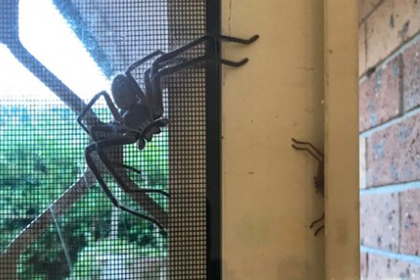 Ведущий столкнулся на кухне с гигантскими пауками и вызвал приступ ужаса в сети